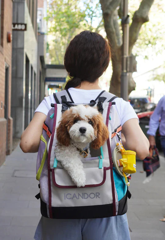 iCANDOR Is Now Available at MOMIJI Dogs!