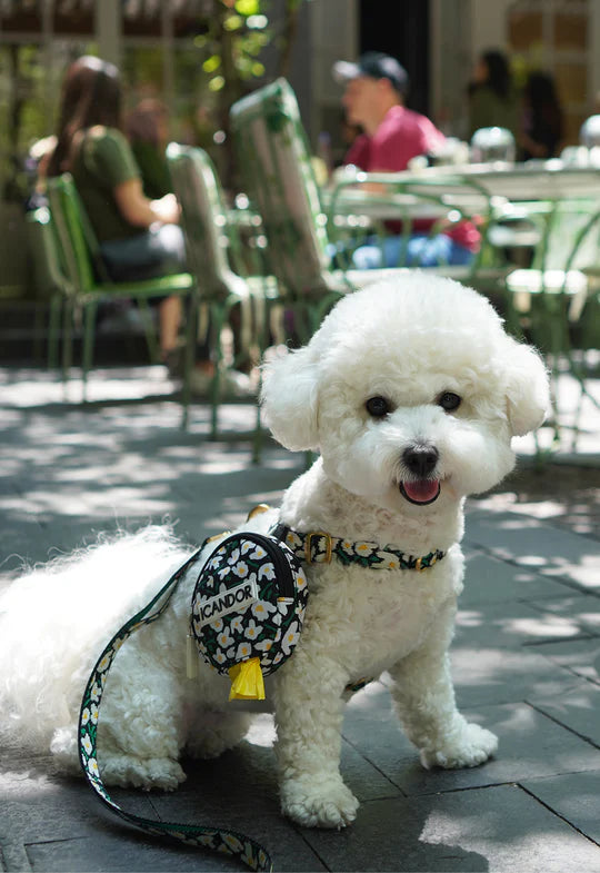 No Pull Harness - 4 Colors