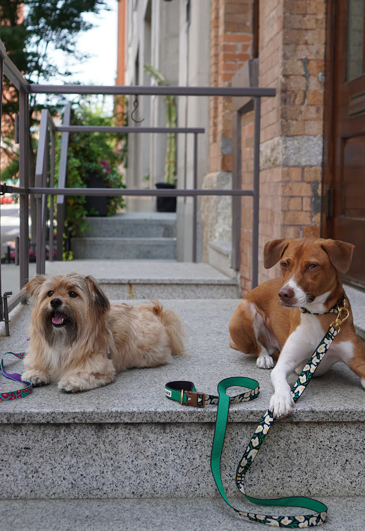 Gentle Leash Bolt - 3 Colors