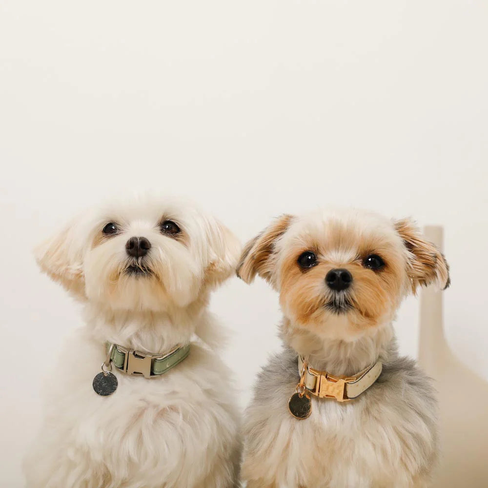 Star Pattern Reflective Collar - 2 Colors