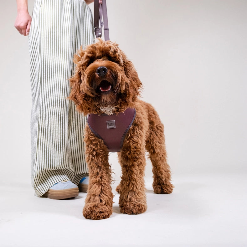 Russet Brown Basic Walk Set