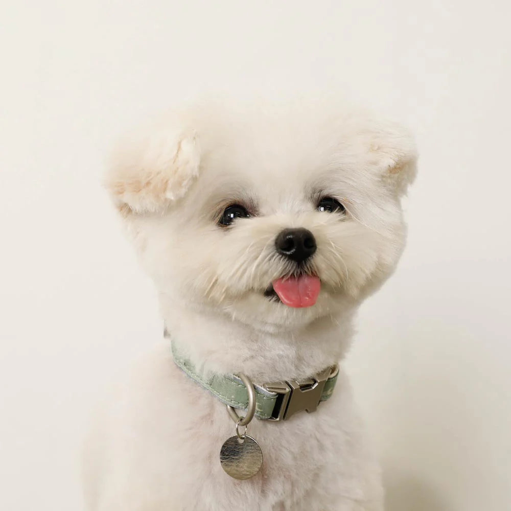 Star Pattern Reflective Collar - 2 Colors
