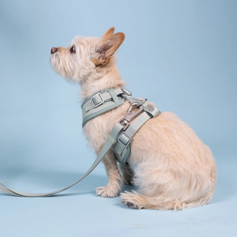 Pistachio Green Adjustable Dog Leash