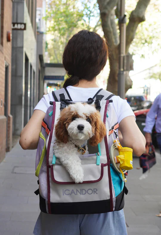 iCANDOR Is Now Available at MOMIJI Dogs!