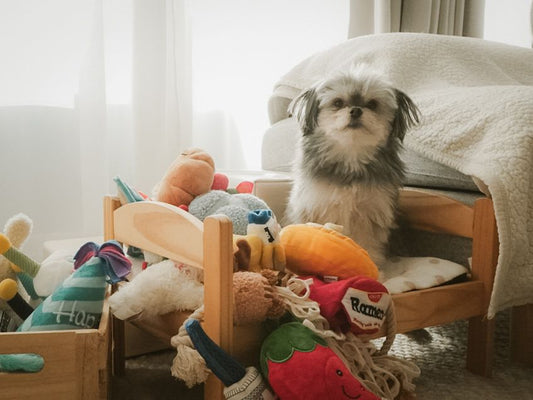 Keeping Playtime Fresh: How to Make Your Dog’s Toys Fun All Year!