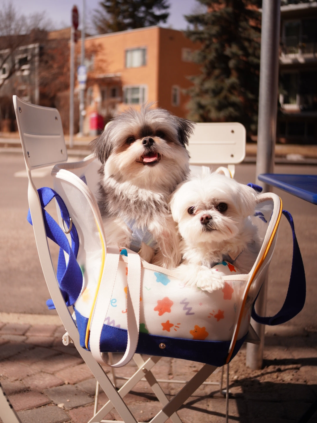 Small Dogs, Big Presence: Exploring Dog Culture in Japan and Korea
