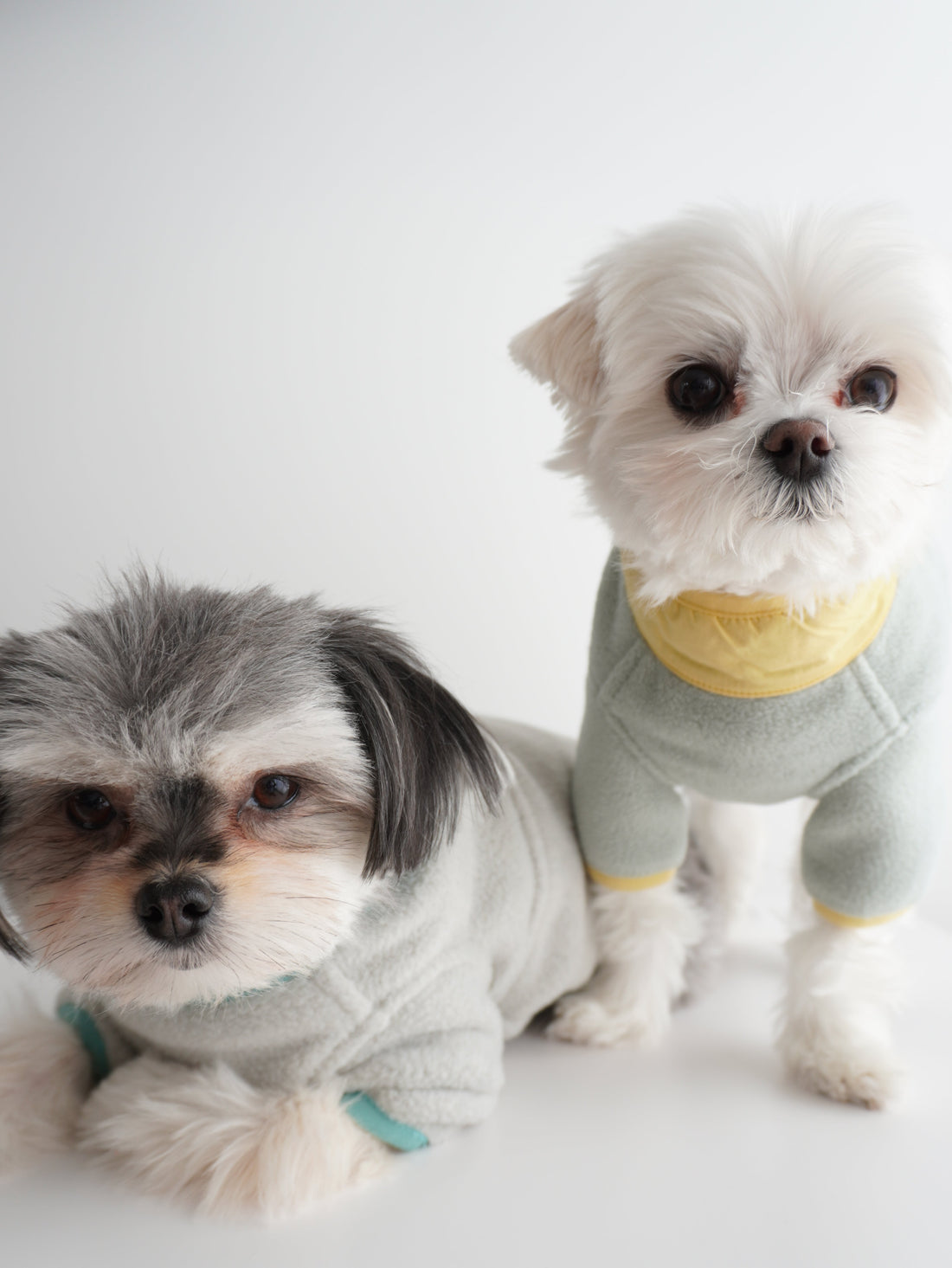 Spring Is Almost Sprung! Why We Dress Our Dogs