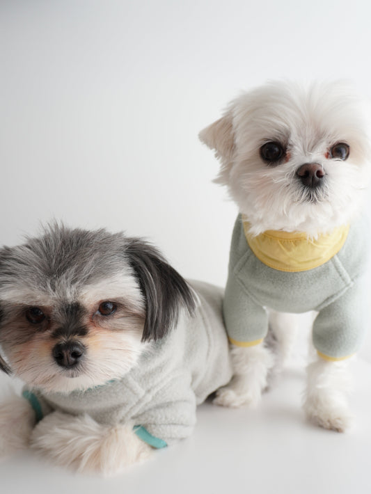 Spring Is Almost Sprung! Why We Dress Our Dogs