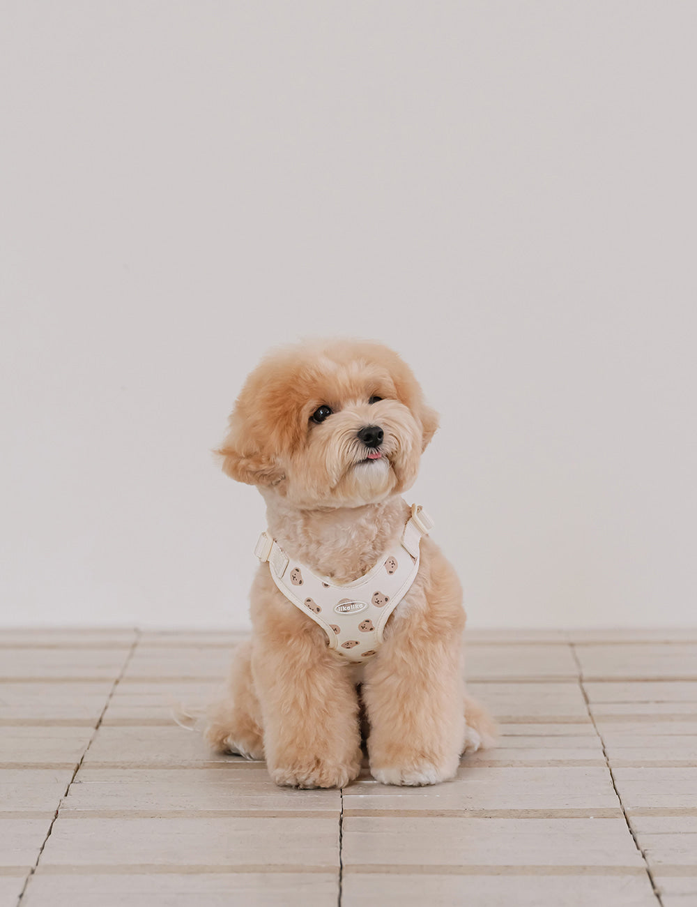 Teddy Bear Bebe Harness - 3 Colors
