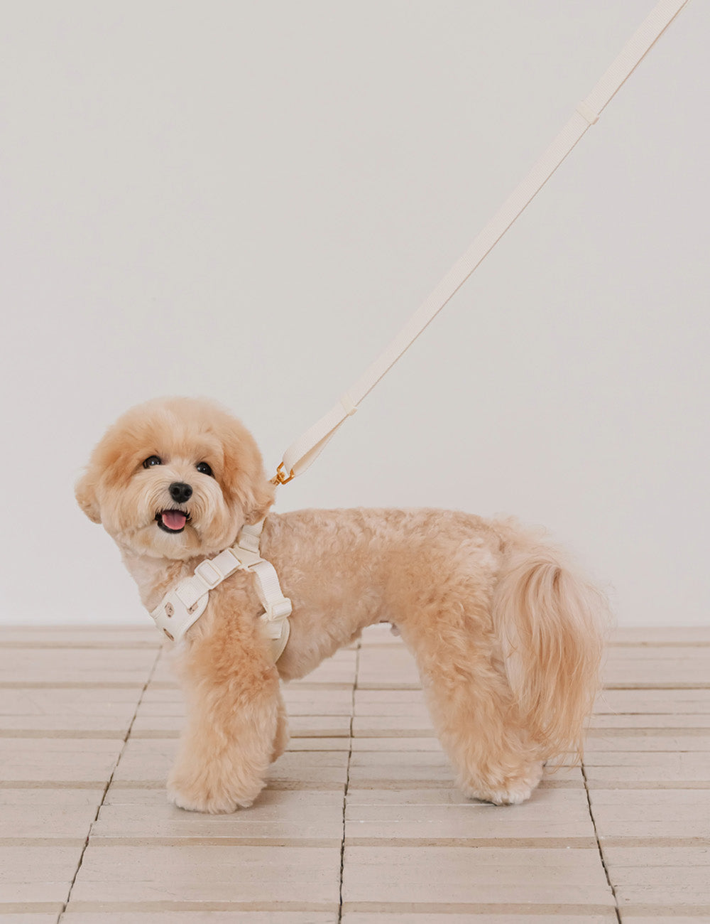 Teddy Bear Bebe Handsfree Leash - 3 Colors